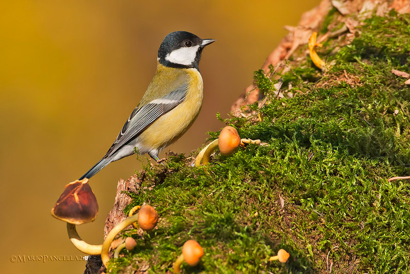 Cinciallegra - Parus major
